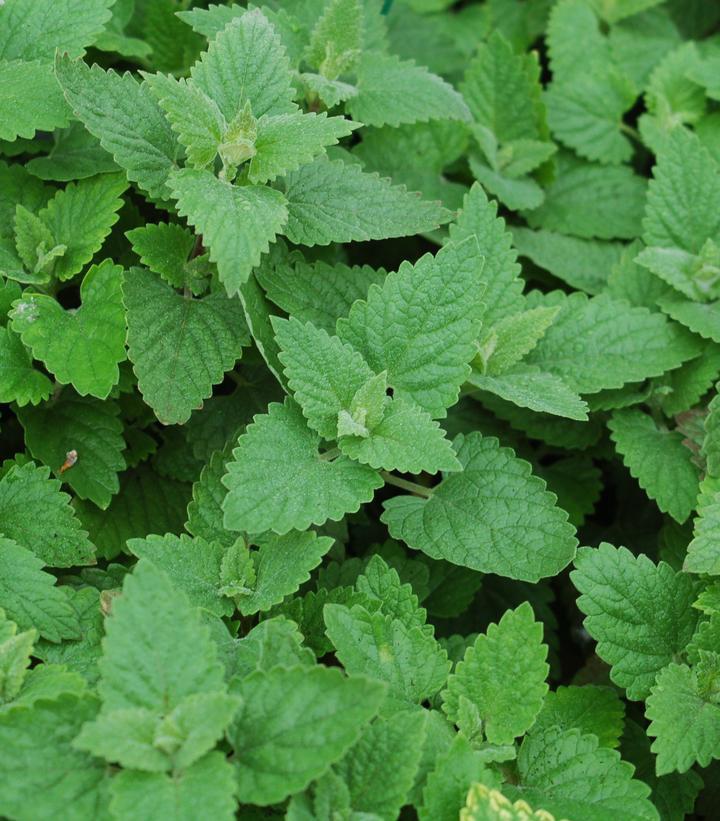 1G NEPETA CATARIA- CATNIP 1001306