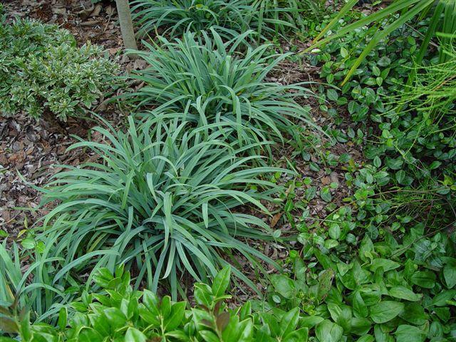 1G Carex laxiculmus 'Bunny Blue' (Hobb) Bunny Blue™ Sedge 1004168