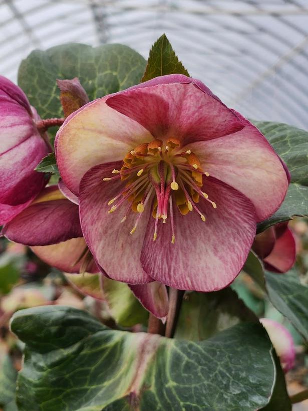 8" Helleborus Frostkiss® 'Glenda's Gloss' Glenda's Gloss Lenten Rose: Patent PP28,008  1009831