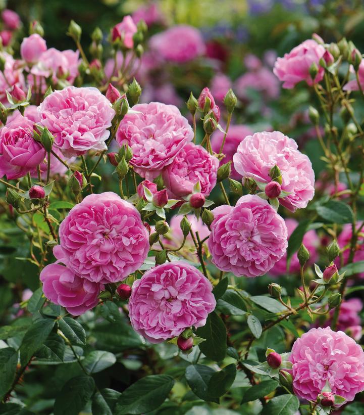 3G Rosa 'Harlow Carr' Harlow Carr® English Rose 1007539