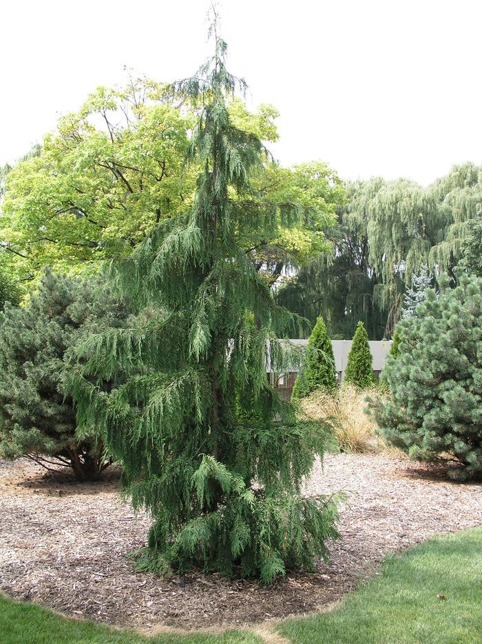 3G Chamaecyparis nootkatensis 'Pendula' Weeping Alaskan Cedar