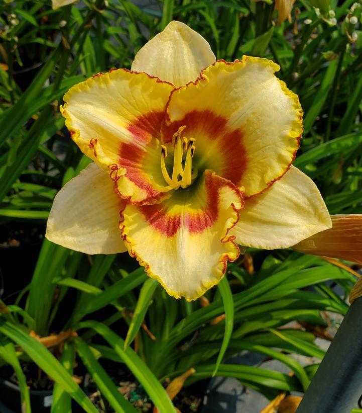 1G Hemerocallis 'Custard Candy' Custard Candy Daylily 1005055