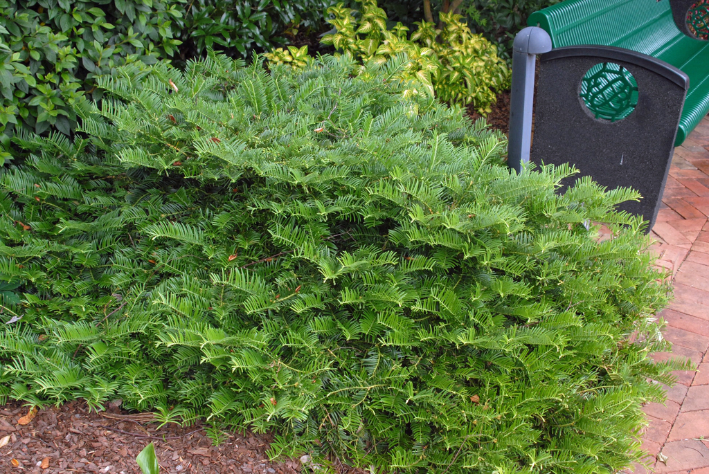 3G Cephalotaxus harringtonia Prostrata Spreading Japanese Plum Yew