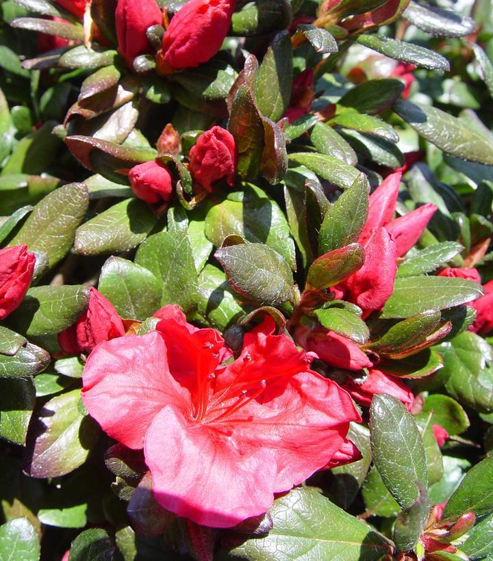 3G AZALEA 'KAEMPFERI Johanna' Johanna Azalea (Torch Azalea) 1006187