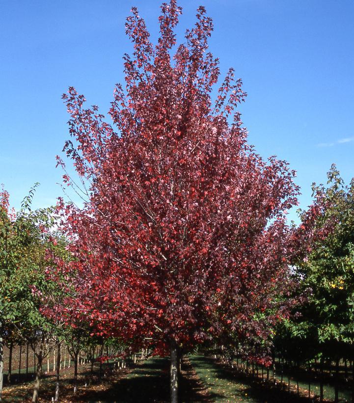 Acer rubrum 'Redpointe' ('Frank, Jr') Redpointe® Red Maple: Patent PP16,769 #15 Red Maple