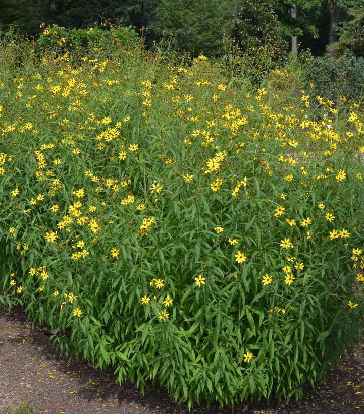 2G COREOPSIS TRIPTERIS `GOLD  STANDARD` Tall Tickseed 1012837