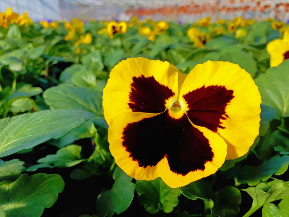 1G Viola Penny™ 'Yellow Blotch' Penny™ Yellow Blotch Viola 1008116