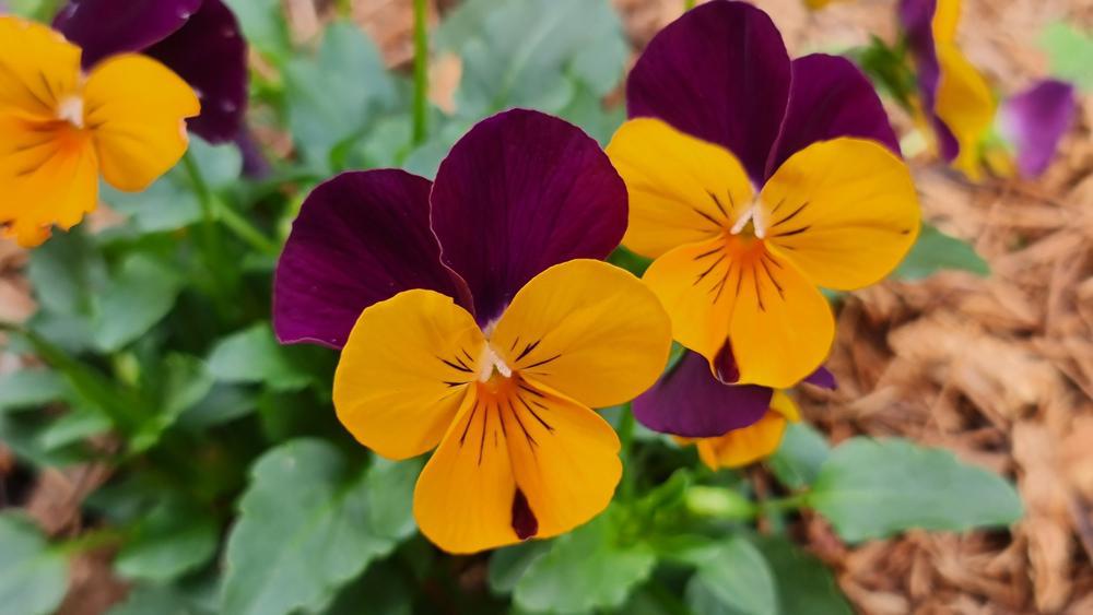 1G Viola Penny™ 'Orange Jump-up' Penny™ Orange Jump-up 1006729