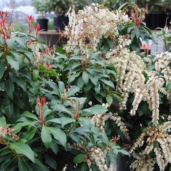 3G Pieris Japonica 'Mountain Fire' Mountain Fire Andromeda 1000472