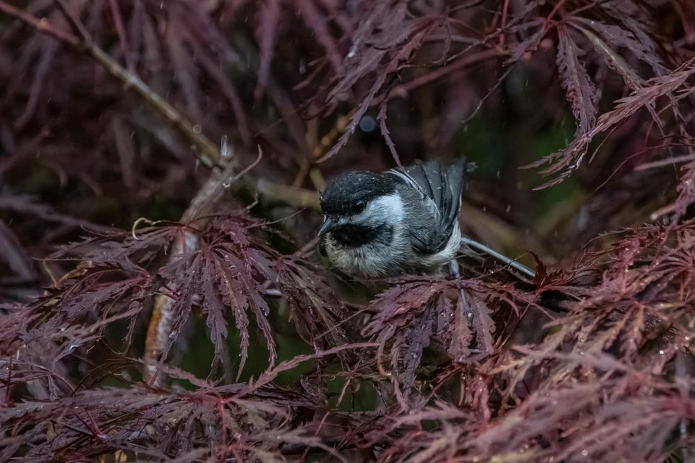 15G ACER PALMATUM DISECTUM TAMUKEYAMA Laceleaf Weeping Japanese Maple