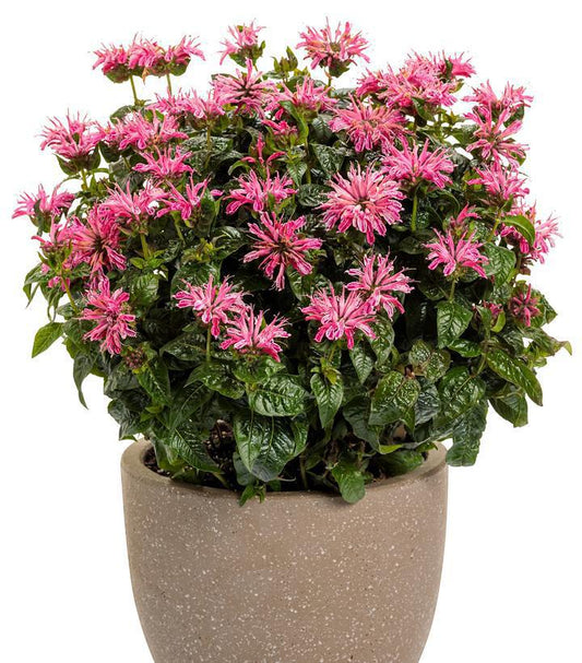 1G Monarda Hybrid 'Leading Lady Pink' - Bee Balm - 1020815