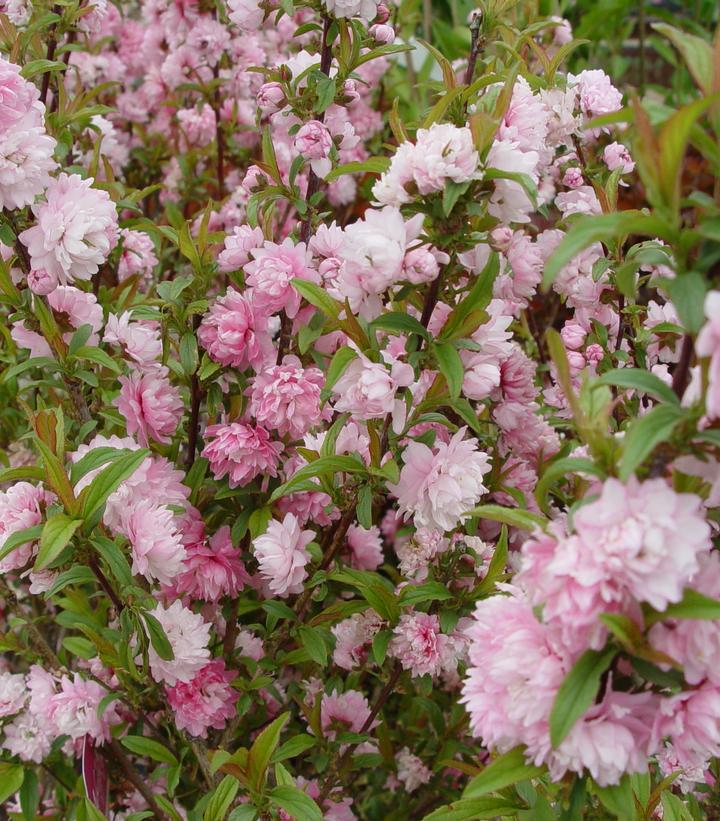 3G PRUNUS GLANDULOSA `ROSEA` (Dwarf Flowering Almond) Pink Flowering Almond 1000146