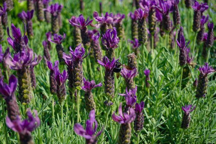 1G Lavandula stoechas 'Primavera' ('Anouk Deluxe 1225') Spanish Lavender: Patent PP33,269 1015271