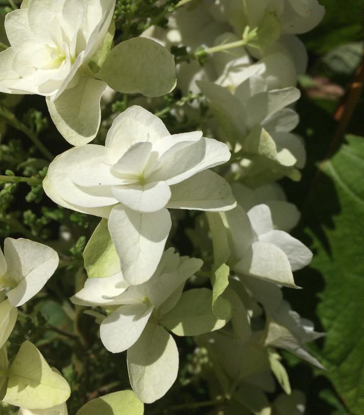 3G Hydrangea quercifolia 'Snowcicle' Snowcicle Hydrangea: Patent PP33,072 1013028