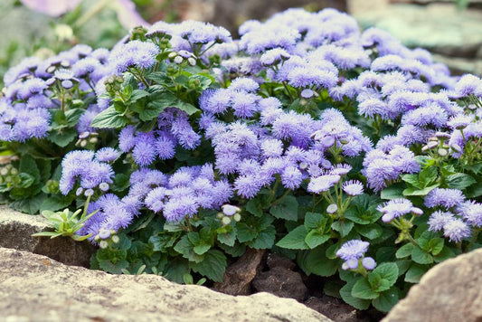 804 Ageratum 4 Pack