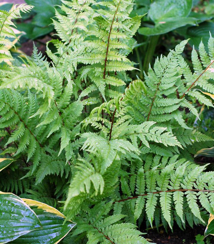 2G Athyrium filix femina 'Lady in Red' Lady in Red Lady Fern 1003405