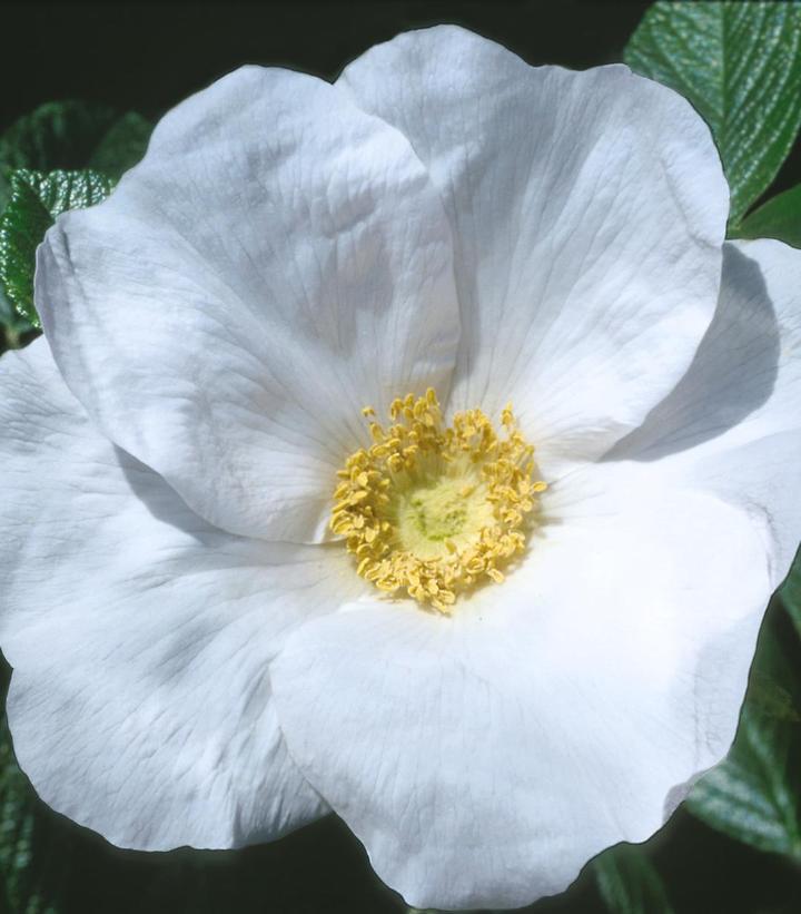 3G ROSA 'RUGOSA ALBA' White Rugosa Rosa (White Beach Rose) 1002371