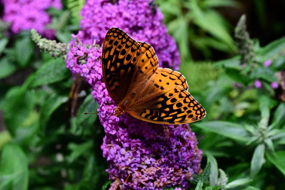 1G Amethyst Pugster Buddleia Butterfly Bush ('SMNBDL') Pugster® Amethyst Butterfly Bush: Patent PPAF 1014763