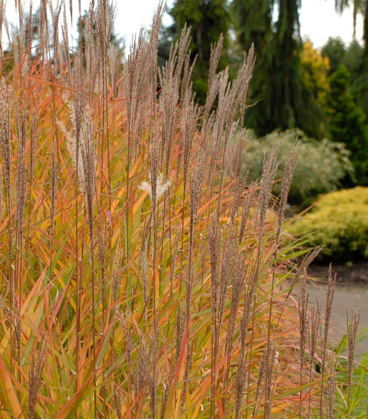 2G Miscanthus sinensis Purpurescens Red Leaved Miscanthus 1001008
