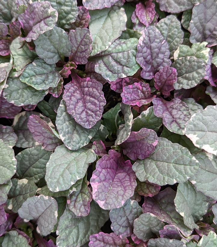 3" Ajuga Reptans 'Burgundy Glow' Bugleweed - 1002853