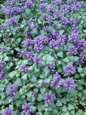 8" Lamium 'Purple Dragon' Purple Dragon Deadnettle: Patent PP15,890 (Dead Nettle) 1010889