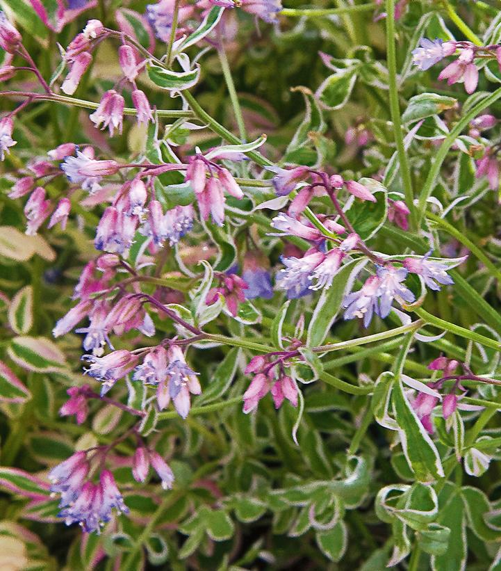 8" Polemonium 'Touch of Class' Touch of Class Jacobs Ladder: Patent PP19,768 1010905