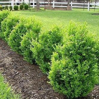 3G Buxus microphylla var. japonica Green Mountain Green Mountain Boxwood 1000860