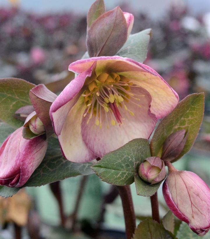 8" Helleborus Frostkiss® 'Glenda's Gloss' Glenda's Gloss Lenten Rose: Patent PP28,008  1009831