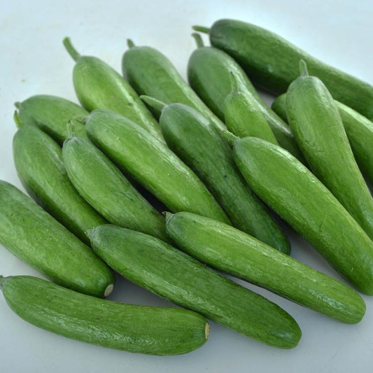 1G Cucumber hybrid 'Green Light' Green Light Cucumber 1013138