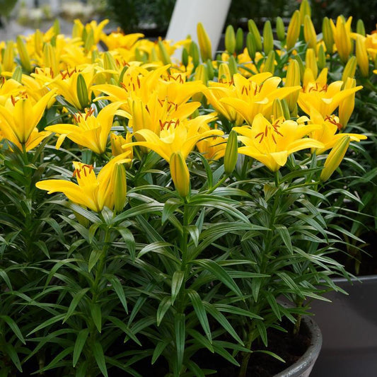 3G Lilium 'Tiny Bee' Tiny Bee Dwarf Asiatic Lily 1004606