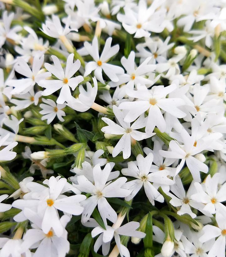 1G Phlox subulata 'Snowflakes' Snowflakes Moss Phlox 1003095