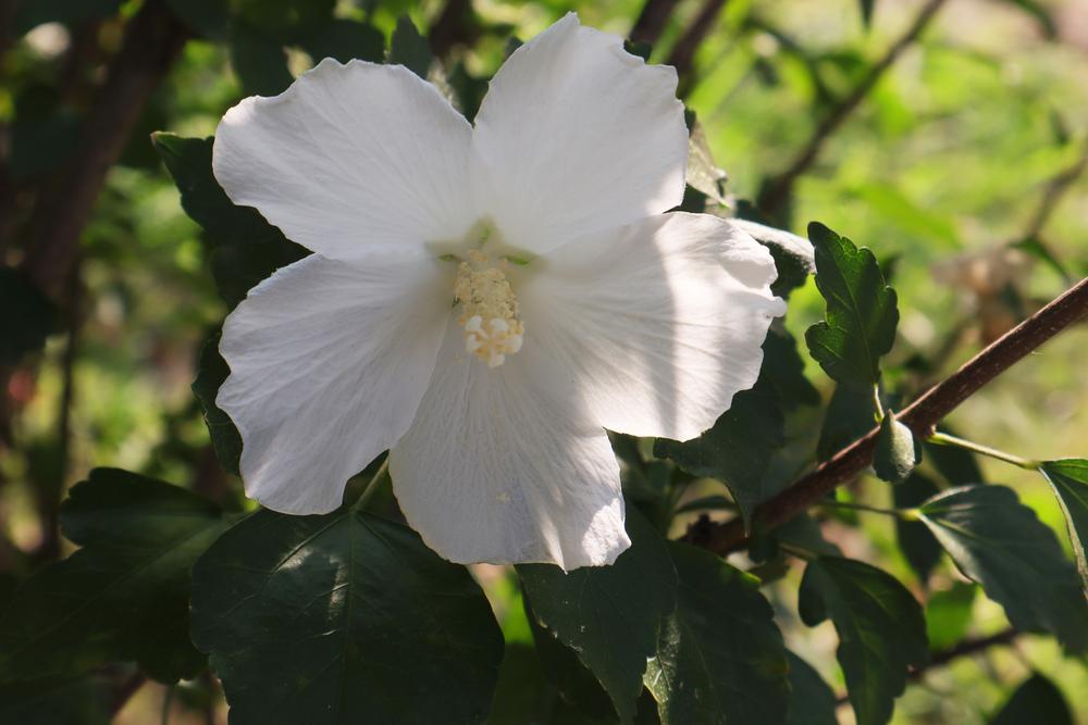 5G Hibiscus syriacus 'Diana' (White) Diana Rose of Sharon 1014073