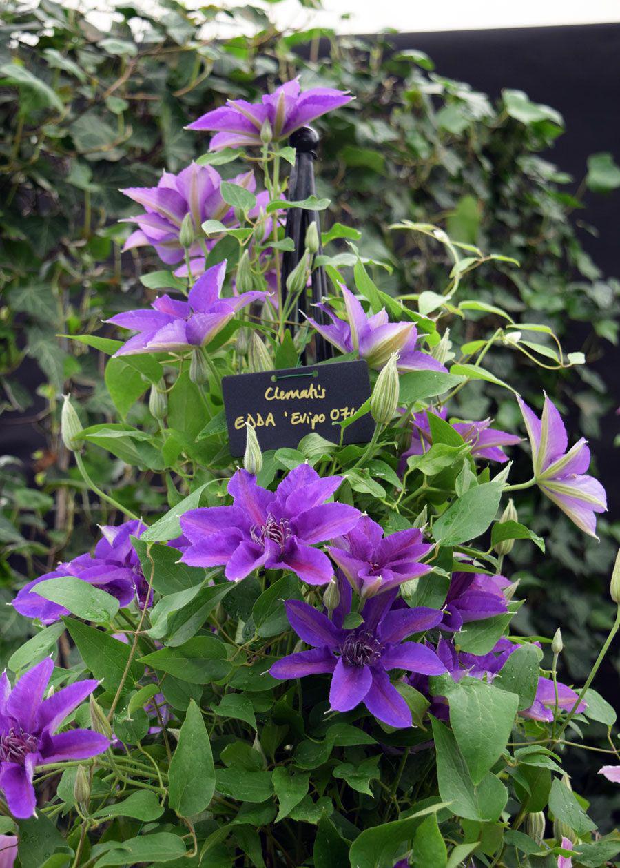 8" Clematis Edda™ ('evipo074') Edda™ Clematis 1007263