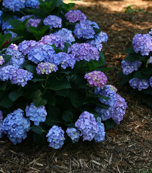 3G Hydrangea mac. 'Let's Dance' Blue Jangles® Let's Dance® Blue Jangles® Reblooming hydrangea: Patent PPAF Mophead 1007295