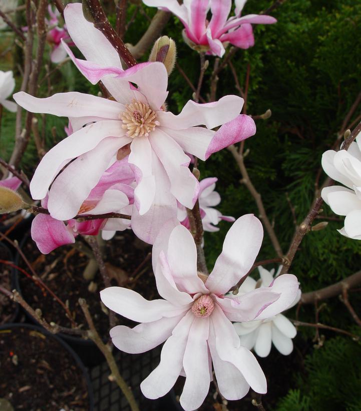 3G MAGNOLIA X LOEB. LEONARD MESSEL Leonard Messel Magnolia 1000652