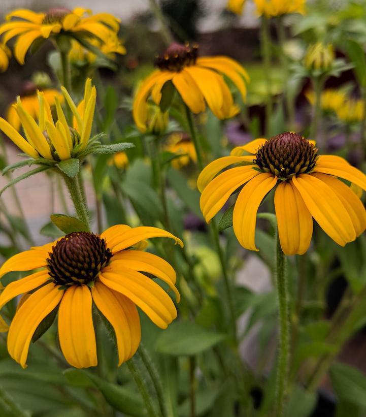 8" Rudbeckia 'American Gold Rush' American Gold Rush Black-eyed Susan: Patent PP28,498 PT 1010041