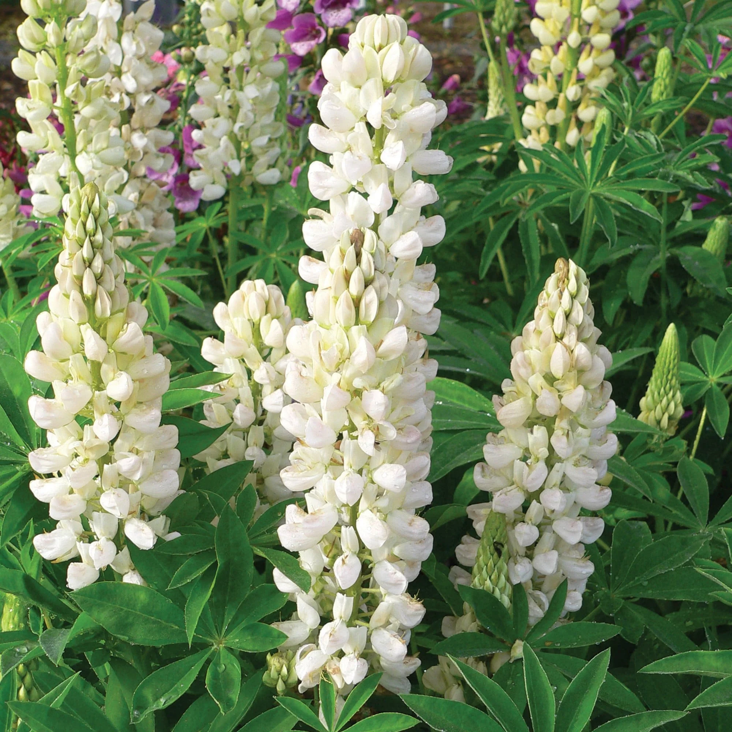 1G Lupinus p. lupini 'White Shades' White Shades Lupine 1012271