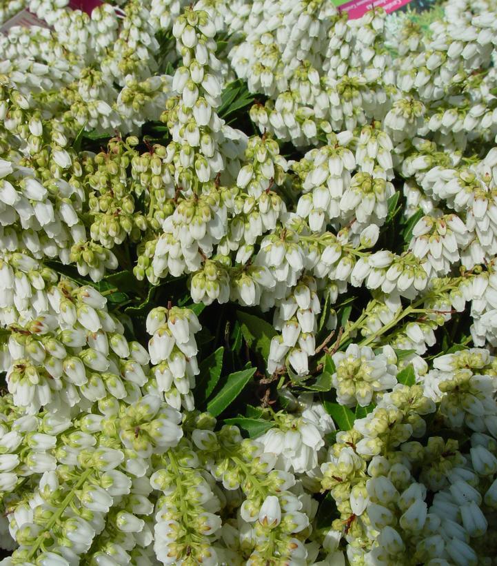 2G Pieris Japonica 'Cavatine' Cavatine Dwarf Andromeda (Japanese Andromeda)