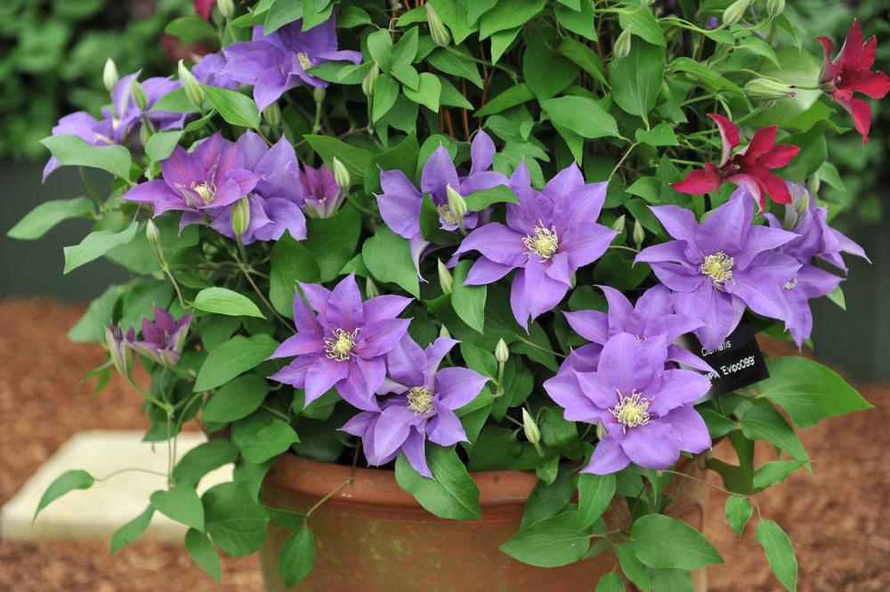 8" Clematis 'Olympia' ('Evipo099') Olympia Vine: Patent PPAF 1012199