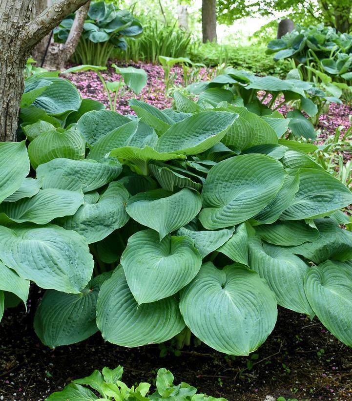 1G Hosta 'Big Daddy' Big Daddy Hosta 1001888