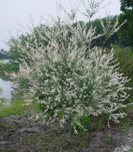 5G SALIX INTEGRA 'HAKARO NISHIKI' Japanese Willow 1001987 (Dappled Willow)