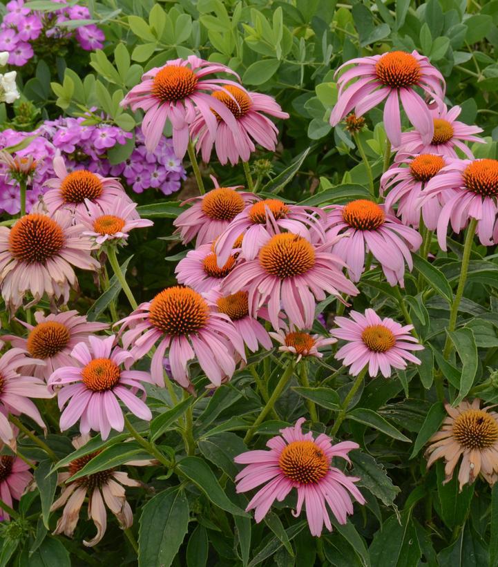 1G ECHINACEA `PRAIRIE SPLENDOR' (Coneflower) Prairie Splendor Coneflower 1004193