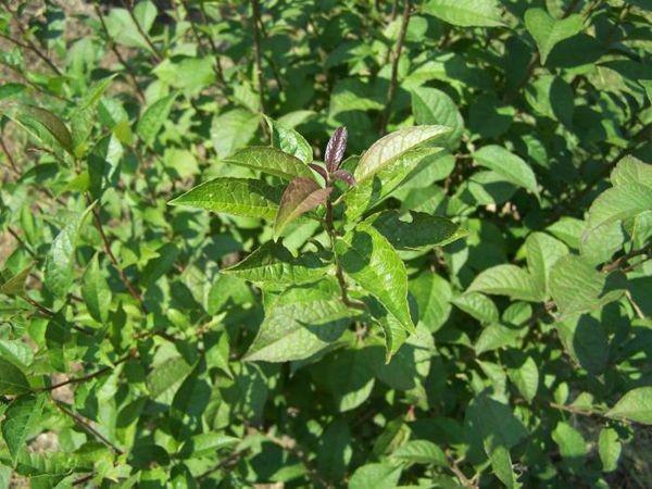 3G Ilex Serrata X Vert. 'Apollo' (Male no berries): Female-Winter Red, Winter Gold, Wildfire, Sparkleberry, Harvest Red, & Afterglow 'Apollo Winterberry'