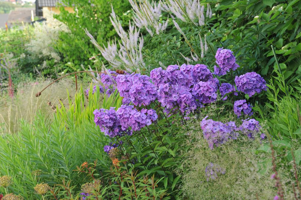 2G Phlox paniculata 'Blue Paradise' Blue Paradise Garden Phlox from Prides Corner Farms 1004136