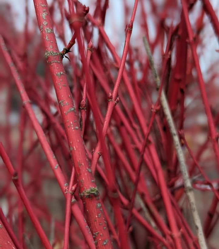 3G ACER PALMATUM `SANGO KAKU` Coral Bark Japanese Maple 1003645