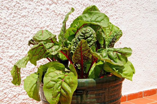 1G Beta vulagaris 'Bright Lights' Bright Lights Swiss Chard 1005391