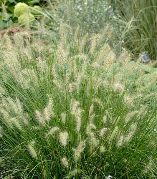 3G Pennisetum alopecuroides Hameln Hameln Dwarf Fountain Grass 1001822