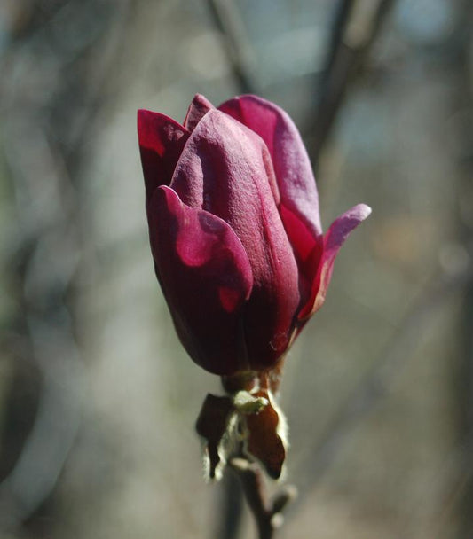 3G Magnolia x 'Genie' Genie Magnolia 1006301