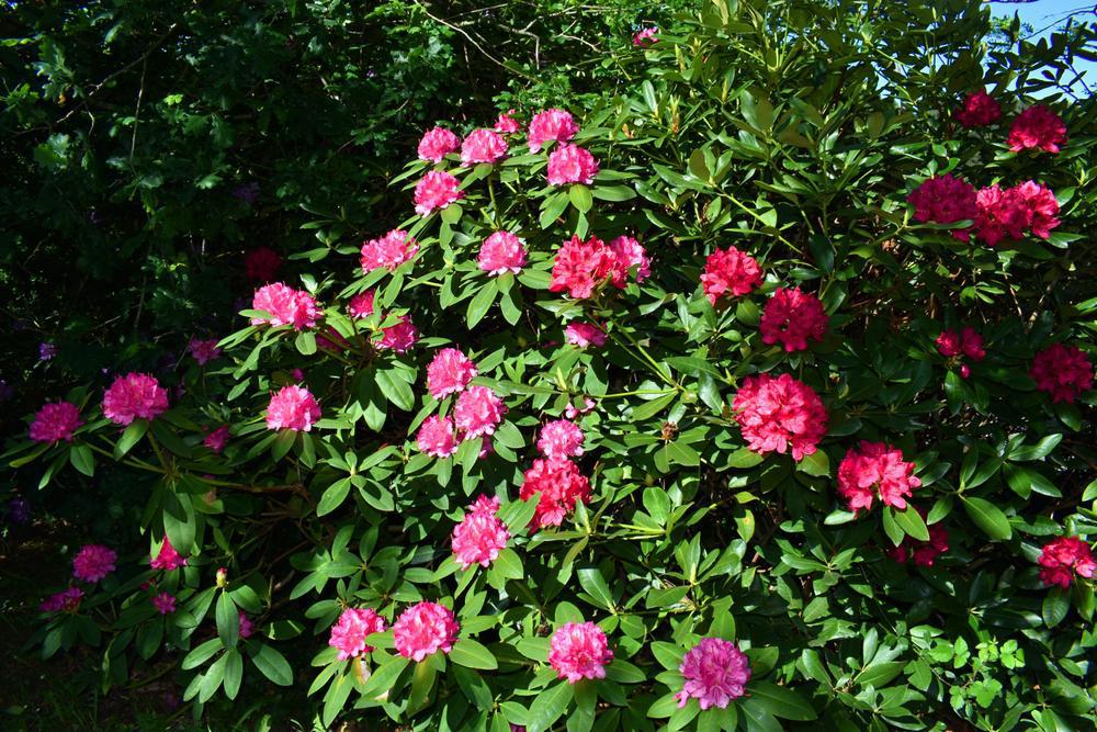 5G Rhododendron cat. 'English Roseum' English Roseum Rhododendron 1000549