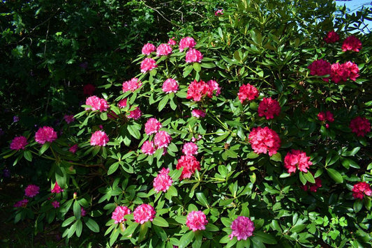 10G Rhododendron cat. 'English Roseum' English Roseum Rhododendron 1002136